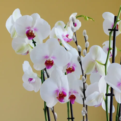 Classic Red Lips(شفاه حمراء كلاسيكية)