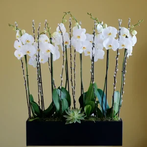 Orchid is Great(الأوركيد رائع)