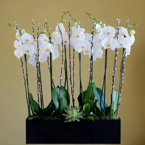 Orchid is Great(الأوركيد رائع)