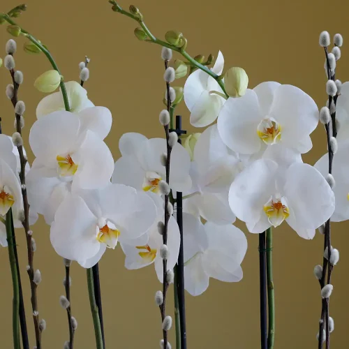 Combo White Orchid-5(كومبو وايت أوركيد-5)