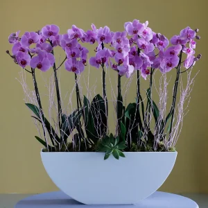 Luxury Pink Orchid(الأوركيد الوردي الفاخر)