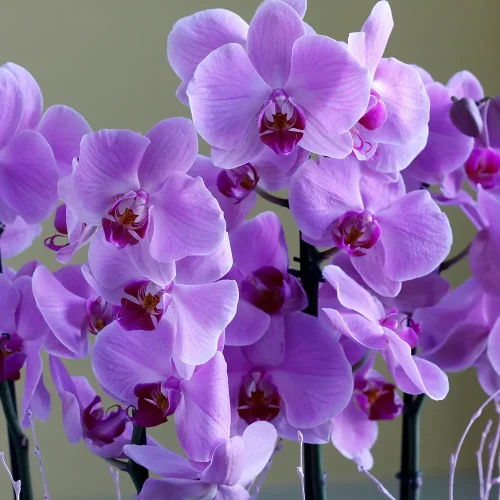 Luxury Pink Orchid(الأوركيد الوردي الفاخر)