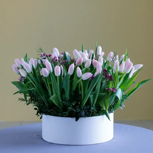 Sweet Lite Pink Tulip(توليب وردي فاتح حلو)