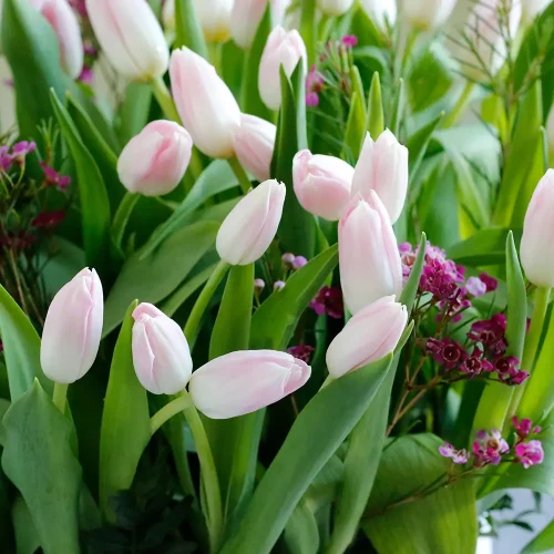 Sweet Lite Pink Tulip(توليب وردي فاتح حلو)