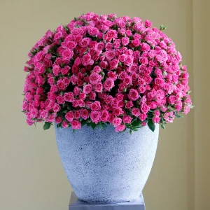 Pink round bouquets-3(باقات مستديرة وردية-3)