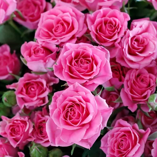Pink round bouquets-3(باقات مستديرة وردية-3)