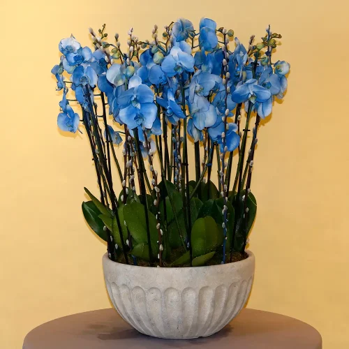 Happy Blue Orchids(الأوركيد الأزرق السعيد)