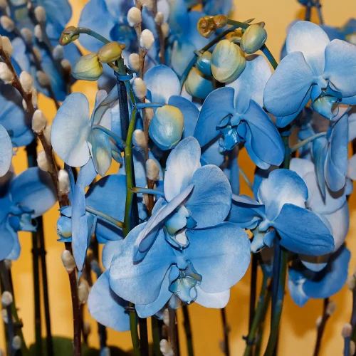 Happy Blue Orchids(الأوركيد الأزرق السعيد)