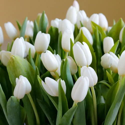 Unique White Tulip(توليب أبيض فريد من نوعه)