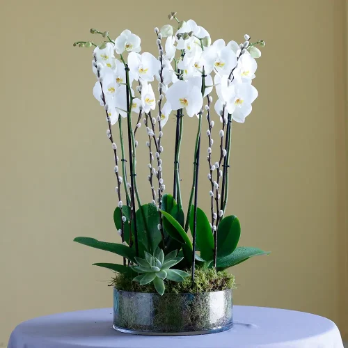 Elite Orchids(الأوركيد النخبة)