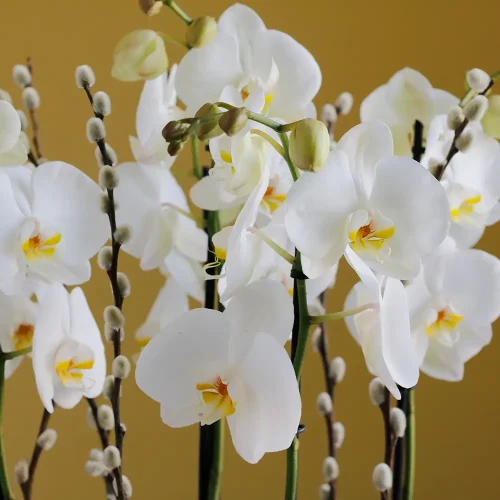 Elite Orchids(الأوركيد النخبة)