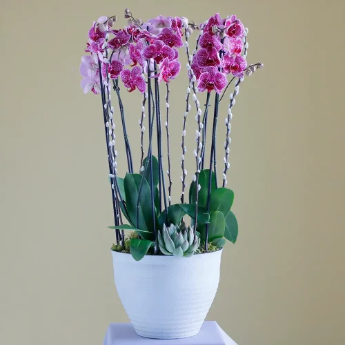 Unique Orchids(الأوركيد الفريدة)