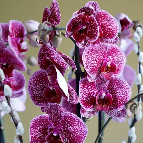 Unique Orchids(الأوركيد الفريدة)