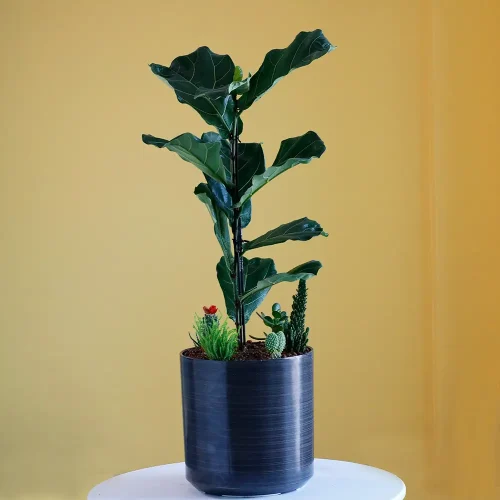 Tree Lover(تري لوفر)