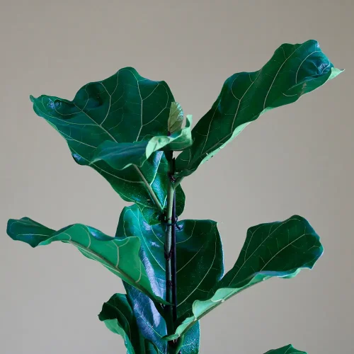 Tree Lover(تري لوفر)