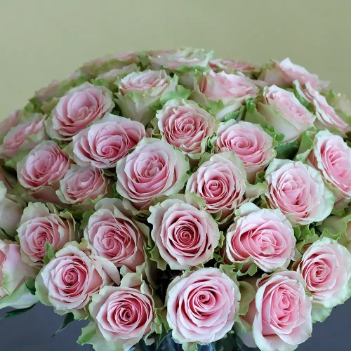 Elite Roses(الإتي رسس)