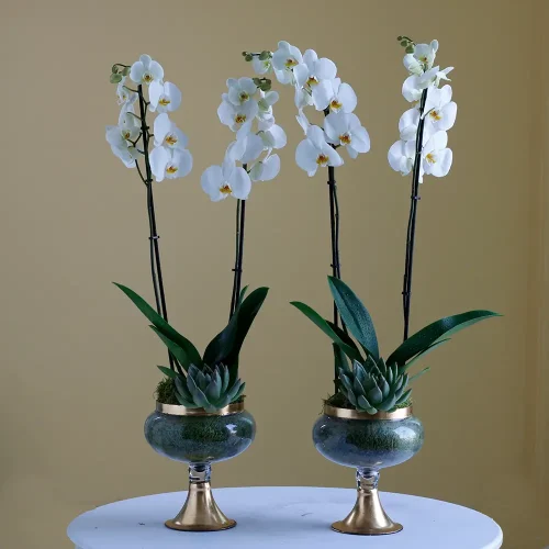 Twin orchids white -2(توأم بساتين الفاكهة بيضاء-2)
