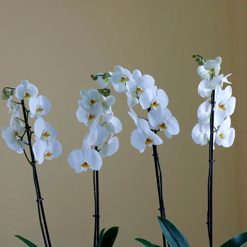 Twin orchids white -2(توأم بساتين الفاكهة بيضاء-2)