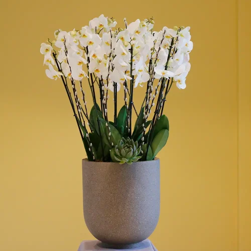 Orchid VIP(الأوركيد في اي بي)