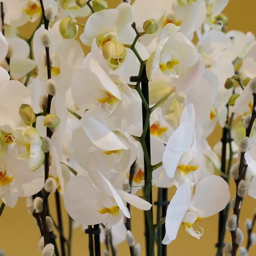 Orchid VIP(الأوركيد في اي بي)