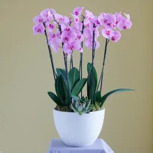 Natural Pink(نترل بينك)