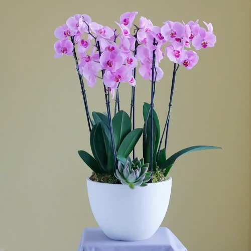 Natural Pink(نترل بينك)