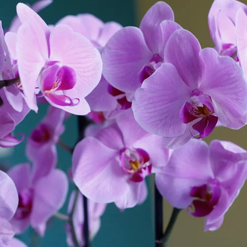 Natural Pink(نترل بينك)