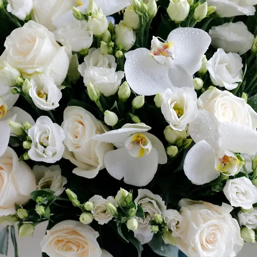 Happy White Bliss-2(سعيد النعيم الأبيض-2)