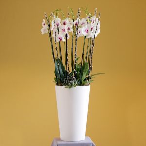 Classic Red Lips-2(شفاه حمراء كلاسيكية-2)