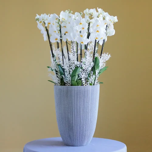 Happy Orchids( حبي أوركيد )