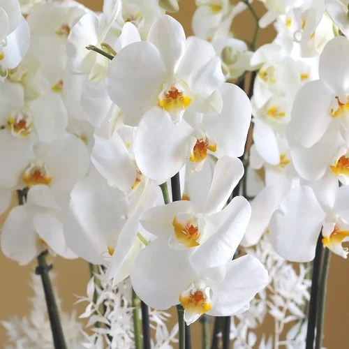 Happy Orchids( حبي أوركيد )