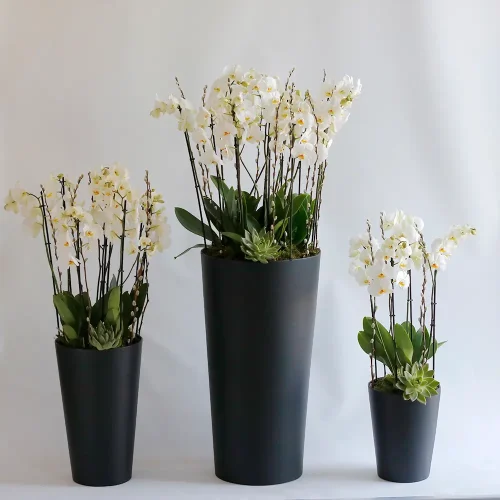 Combo White Orchid-5(كومبو وايت أوركيد-5)