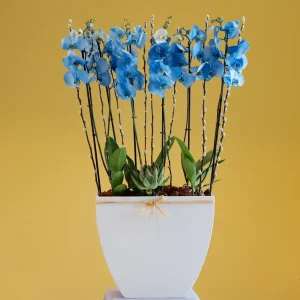 Sky Blue Orchid-2(اوركيد السماء الزرقاء-2)