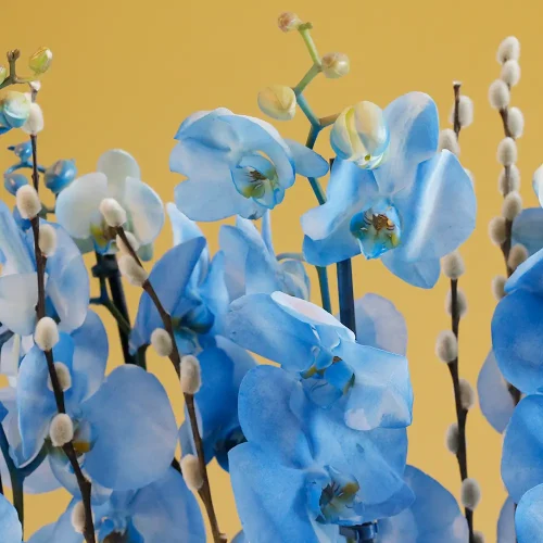 Sky Blue Orchid-2(اوركيد السماء الزرقاء-2)