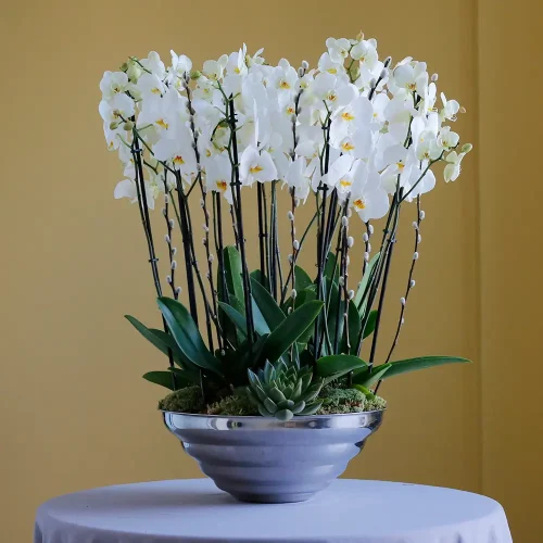 Shapely Orchid-2(أوركيد رشيق-2)