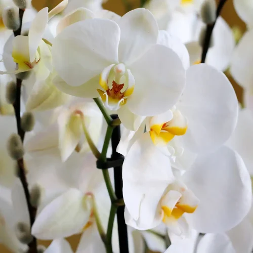 King Orchid(كينج الأوركيد)
