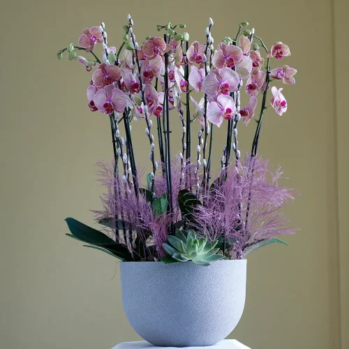 Gorgeous Orchids-2(الأوركيد الرائعة-2)