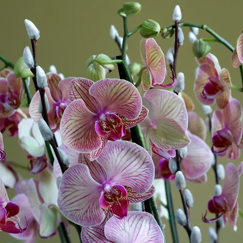 Gorgeous Orchids-2(الأوركيد الرائعة-2)