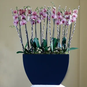 Elite Peach (الإتي بيش)