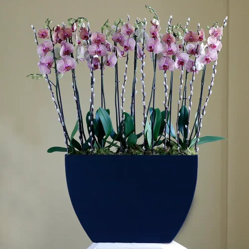 Elite Peach (الإتي بيش)