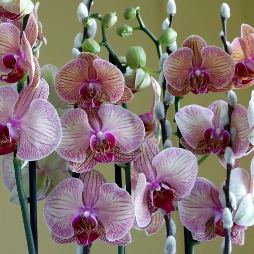 Elite Peach (الإتي بيش)