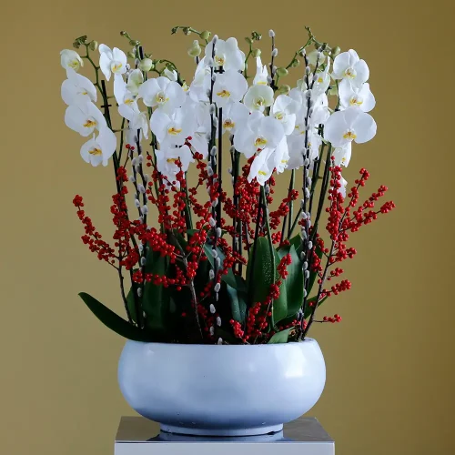 Orchid with Ilex(الأوركيد وإذ الإكس)