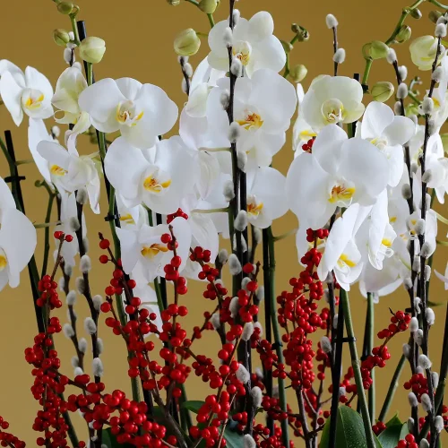 Orchid with Ilex(الأوركيد وإذ الإكس)