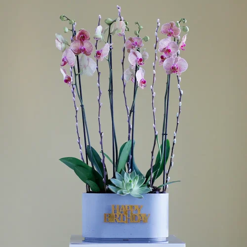 Love in Peach(لف إن بيش)