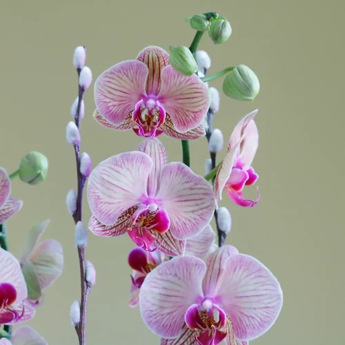 Love in Peach(لف إن بيش)