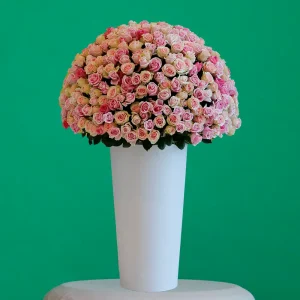 Royal Roes(ريال روس)