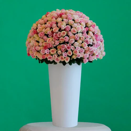 Royal Roes(ريال روس)