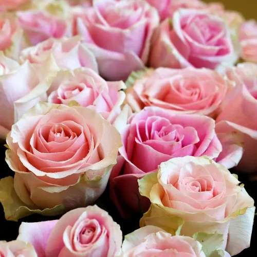 Royal Roes(ريال روس)