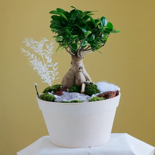Love in Bonsai(لف إن بنسي)