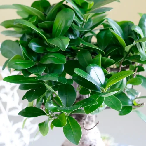 Love in Bonsai(لف إن بنسي)